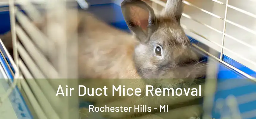  Air Duct Mice Removal Rochester Hills - MI